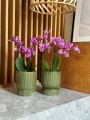  Osłonka doniczkowa z ceramiki szkliwionej  13cm-15h , Barcelona, 03.108.13, kolor zielony ciemny - 3