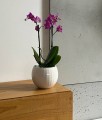  Osłonka doniczkowa z ceramiki szkliwionej  16cm-13h , Barcelona, 05.388.16, kolor biały - 3