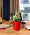  Osłonka doniczkowa z ceramiki nieszkliwionej , Basic, 71.039.10, kolor czerwony - 2