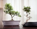  Donica ceramiczna z podstawkiem , Bonsai, 16.035.32, kolor kremowy - 4