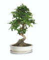  Donica ceramiczna z podstawkiem , Bonsai, 16.035.50, kolor kremowy - 2