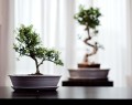  Donica ceramiczna z podstawkiem , Bonsai, 16.035.50, kolor kremowy - 3