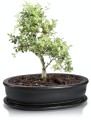 Donica ceramiczna z podstawkiem , Bonsai, 16.036.19, kolor czarny - 2