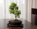  Donica ceramiczna z podstawkiem , Bonsai, 16.036.19, kolor czarny - 3