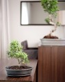  Donica ceramiczna z podstawkiem , Bonsai, 16.036.50, kolor czarny - 5