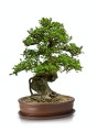  Donica ceramiczna z podstawkiem , Bonsai, 16.037.50, kolor brązowy - 2