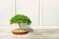  Donica ceramiczna z podstawkiem , Bonsai, 16.037.50, kolor brązowy - 3