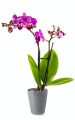  Donica ceramiczna 13cm-15h , Basic, 71.052.13, kolor szary - 2
