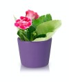  Donica ceramiczna 12cm-10h , Basic, 71.005.13, kolor ciemny fioletowy - 3